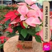 Poinsettia en Matera Palma Iraca Especial