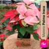 Poinsettia en Matera Palma Iraca Especial